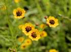 a_coreopsis_28_small.jpg