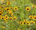 a_coreopsis_37_small.jpg