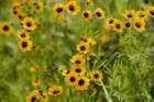 a_coreopsis_39_small.jpg