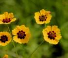 a_coreopsis_43_small.jpg