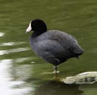 a_coot_15_small.jpg