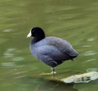 a_coot_22_small.jpg