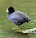 a_coot_23_small.jpg
