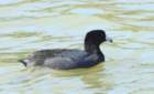 coot_10_small.jpg