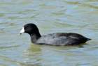 coot_14_small.jpg