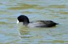 coot_18_small.jpg