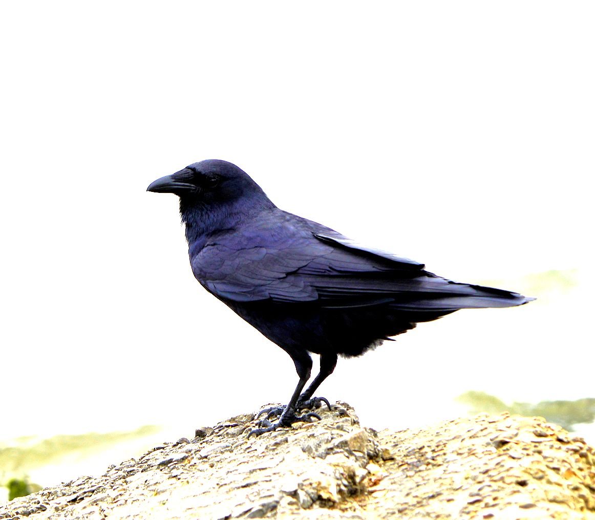 crow_103.jpg