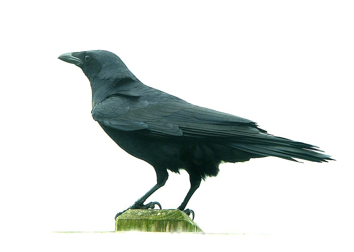 crow_75.jpg