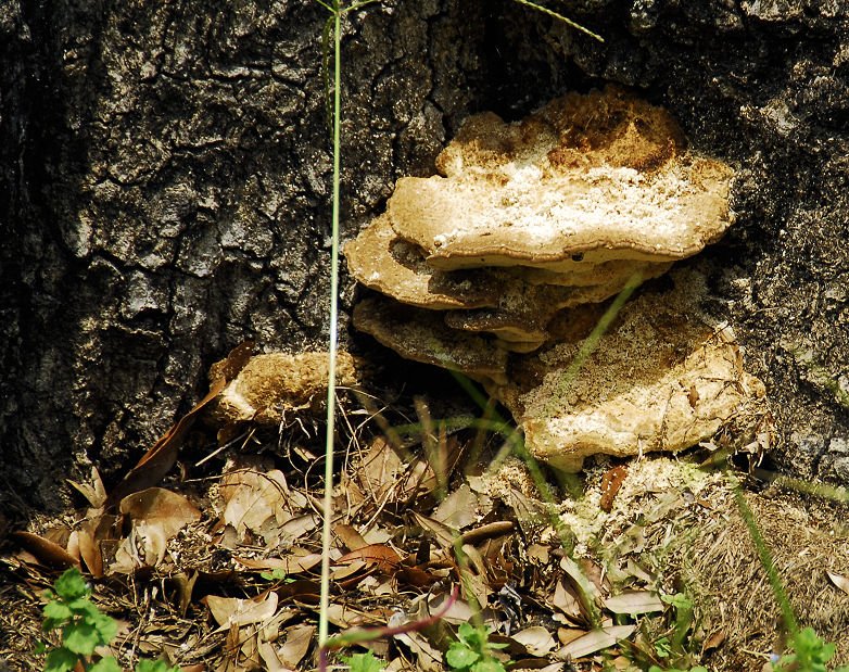 mushroom15.jpg