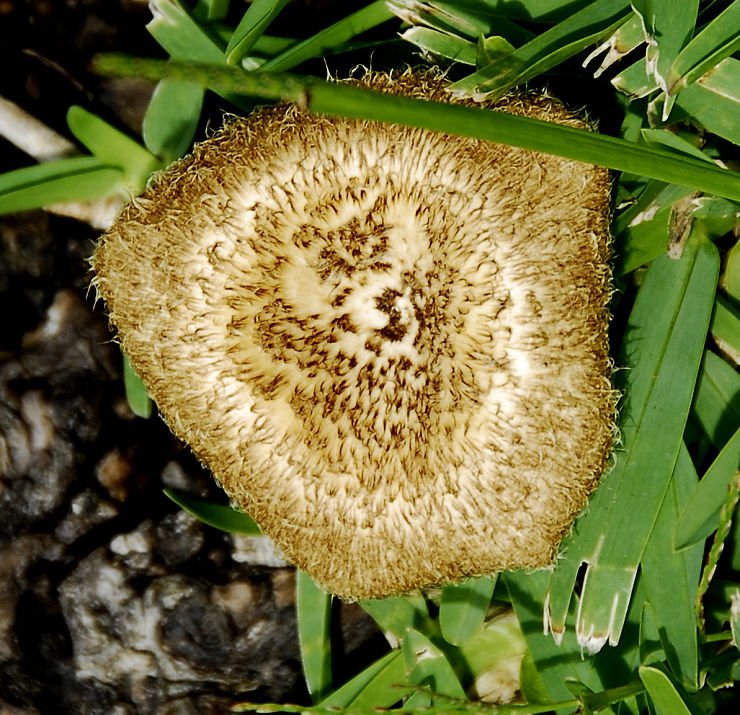 mushroom18.jpg