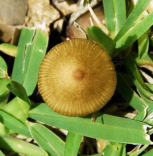 mushroom36.jpg