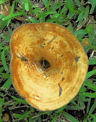 mushroom38.jpg