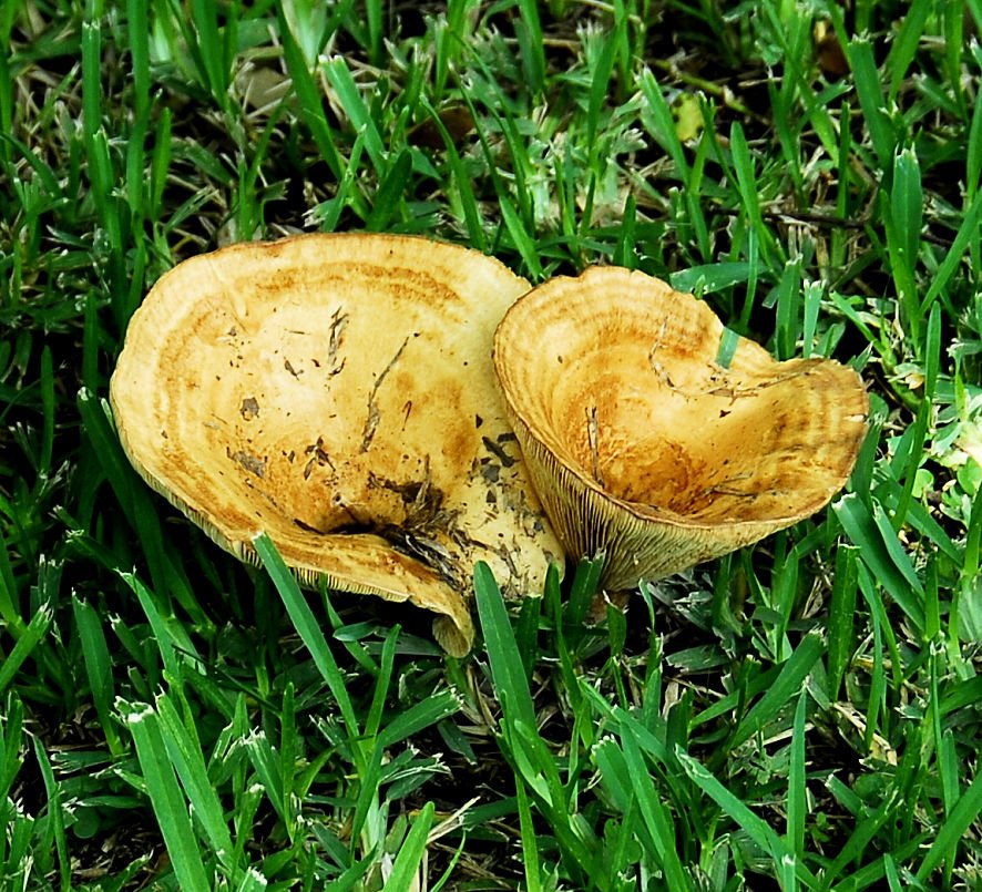 mushroom40.jpg