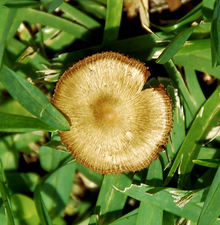 mushroom42.jpg