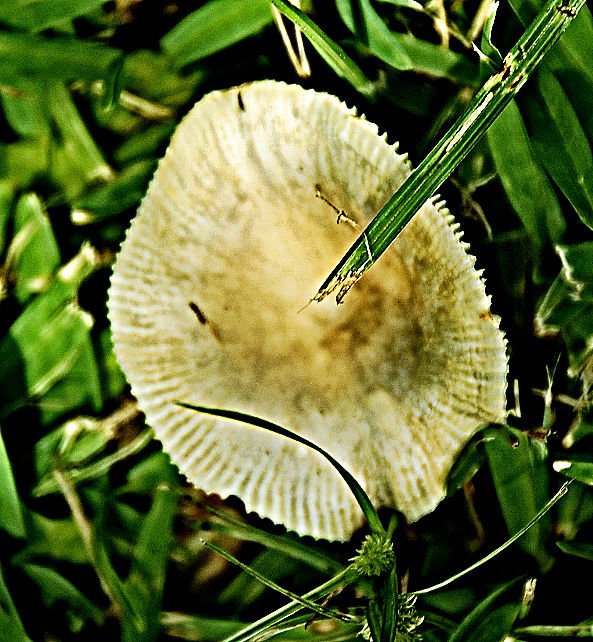 mushroom46.jpg