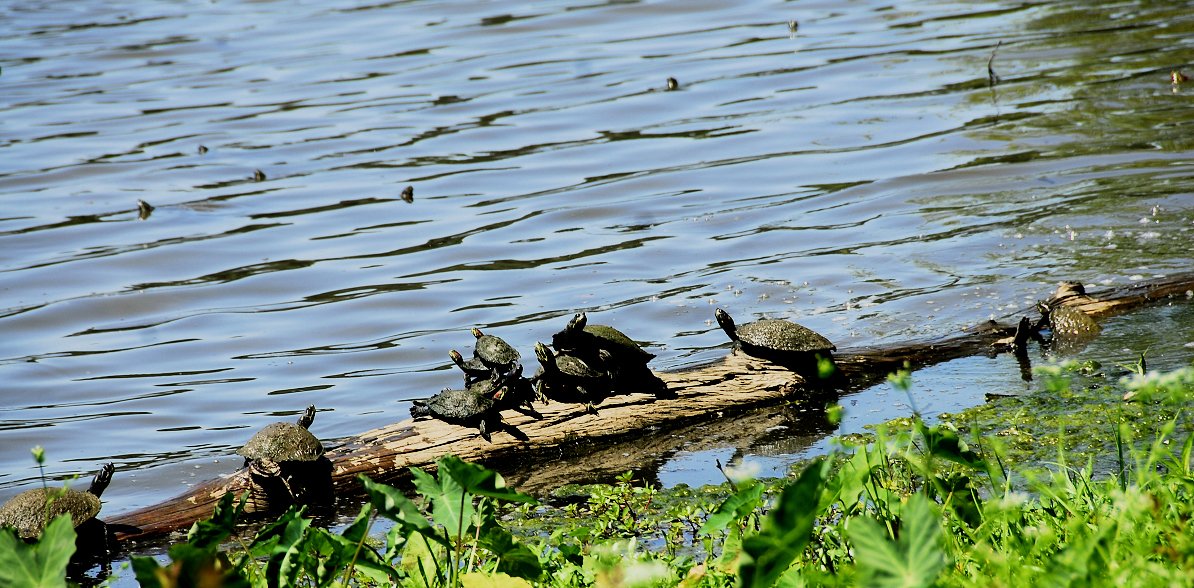 turtles25.jpg