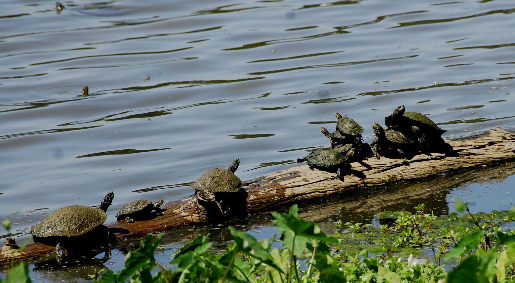 turtles30.jpg