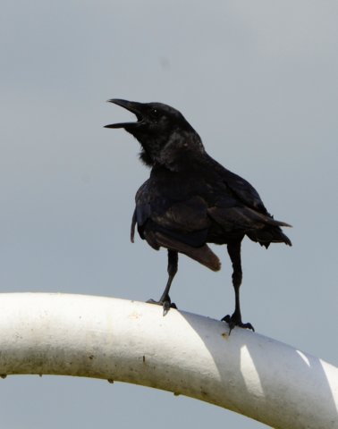 crow117.jpg