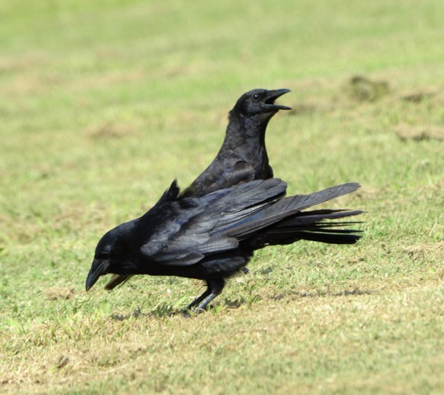 crows94.jpg