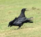 crows94_small.jpg