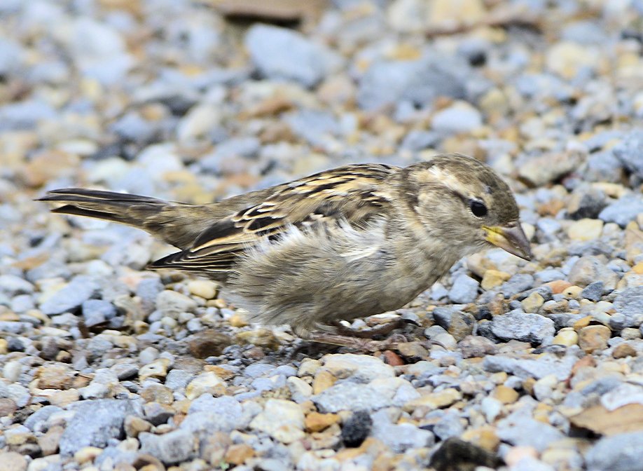 sparrow62n.jpg