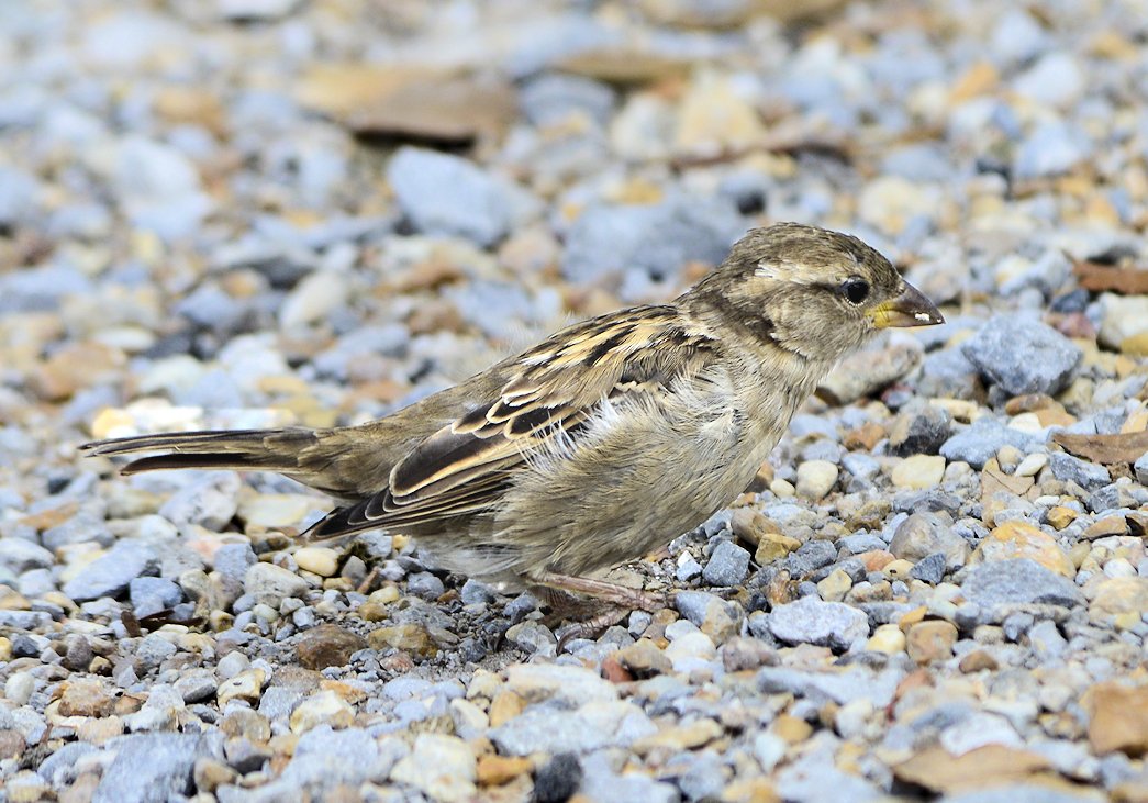 sparrow63.jpg