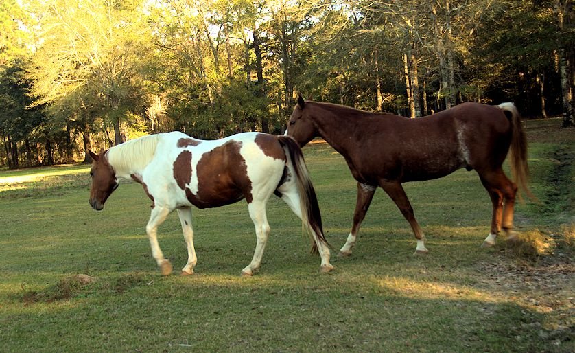a_larry_horses_fromnef_176.jpg