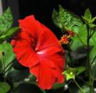 ahibiscus_10_small.jpg