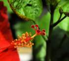 ahibiscus_7_small.jpg