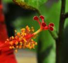ahibiscus_8_small.jpg
