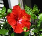 ahibiscus_9_small.jpg
